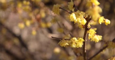 Japon Shizuoka 'daki Atami Plum Park' ında erik çiçekleri. Yüksek kalite 4K görüntü. Atami bölgesi Shizuoka Japonya 01.25.2023 Burası Shizuoka 'da bir erik parkı..