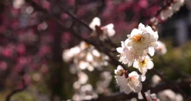 Japon Shizuoka 'daki Atami Plum Park' ında erik çiçekleri. Yüksek kalite 4K görüntü. Atami bölgesi Shizuoka Japonya 01.25.2023 Burası Shizuoka 'da bir erik parkı..