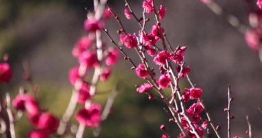 Japon Shizuoka 'daki Atami Plum Park' ında erik çiçekleri. Yüksek kalite 4K görüntü. Atami bölgesi Shizuoka Japonya 01.25.2023 Burası Shizuoka 'da bir erik parkı..