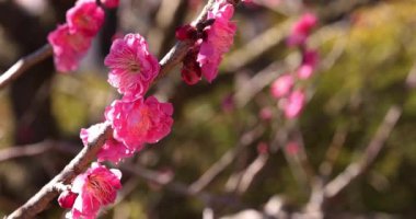 Japon Shizuoka 'daki Atami Plum Park' ında erik çiçekleri. Yüksek kalite 4K görüntü. Atami bölgesi Shizuoka Japonya 01.25.2023 Burası Shizuoka 'da bir erik parkı..
