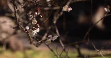 Japon Shizuoka 'daki Atami Plum Park' ında erik çiçekleri. Yüksek kalite 4K görüntü. Atami bölgesi Shizuoka Japonya 01.25.2023 Burası Shizuoka 'da bir erik parkı..