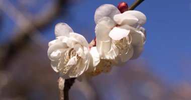 Japon Shizuoka 'daki Atami Plum Park' ında erik çiçekleri. Yüksek kalite 4K görüntü. Atami bölgesi Shizuoka Japonya 01.25.2023 Burası Shizuoka 'da bir erik parkı..