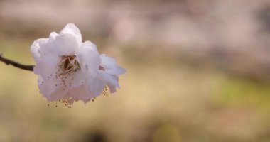 Japon Shizuoka 'daki Atami Plum Park' ında erik çiçekleri. Yüksek kalite 4K görüntü. Atami bölgesi Shizuoka Japonya 01.25.2023 Burası Shizuoka 'da bir erik parkı..