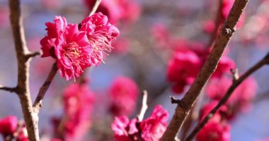 Japon Shizuoka 'daki Atami Plum Park' ında erik çiçekleri. Yüksek kalite 4K görüntü. Atami bölgesi Shizuoka Japonya 01.25.2023 Burası Shizuoka 'da bir erik parkı..