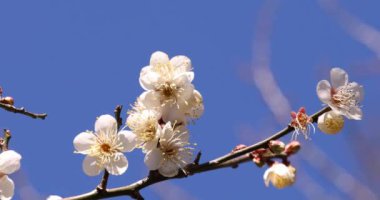 Japon Shizuoka 'daki Atami Plum Park' ında erik çiçekleri. Yüksek kalite 4K görüntü. Atami bölgesi Shizuoka Japonya 01.25.2023 Burası Shizuoka 'da bir erik parkı..