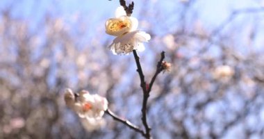 Japon Shizuoka 'daki Atami Plum Park' ında erik çiçekleri. Yüksek kalite 4K görüntü. Atami bölgesi Shizuoka Japonya 01.25.2023 Burası Shizuoka 'da bir erik parkı..