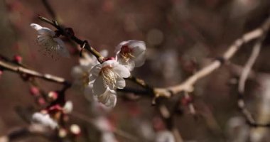 Japon Shizuoka 'daki Atami Plum Park' ında erik çiçekleri. Yüksek kalite 4K görüntü. Atami bölgesi Shizuoka Japonya 01.25.2023 Burası Shizuoka 'da bir erik parkı..