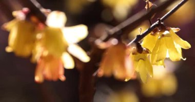 Japon Shizuoka 'daki Atami Plum Park' ında erik çiçekleri. Yüksek kalite 4K görüntü. Atami bölgesi Shizuoka Japonya 01.25.2023 Burası Shizuoka 'da bir erik parkı..