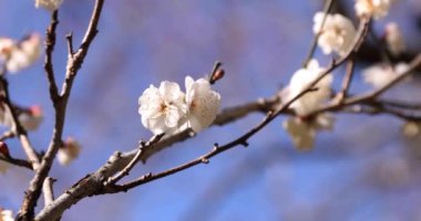 Japon Shizuoka 'daki Atami Plum Park' ında erik çiçekleri. Yüksek kalite 4K görüntü. Atami bölgesi Shizuoka Japonya 01.25.2023 Burası Shizuoka 'da bir erik parkı..
