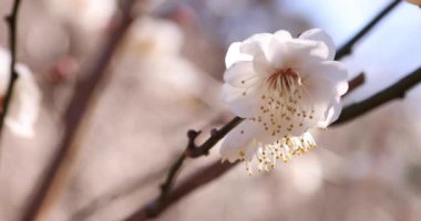 Japon Shizuoka 'daki Atami Plum Park' ında erik çiçekleri. Yüksek kalite 4K görüntü. Atami bölgesi Shizuoka Japonya 01.25.2023 Burası Shizuoka 'da bir erik parkı..