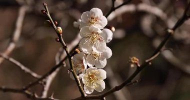 Japon Shizuoka 'daki Atami Plum Park' ında erik çiçekleri. Yüksek kalite 4K görüntü. Atami bölgesi Shizuoka Japonya 01.25.2023 Burası Shizuoka 'da bir erik parkı..