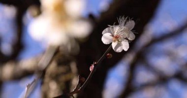 Japon Shizuoka 'daki Atami Plum Park' ında erik çiçekleri. Yüksek kalite 4K görüntü. Atami bölgesi Shizuoka Japonya 01.25.2023 Burası Shizuoka 'da bir erik parkı..