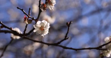 Japon Shizuoka 'daki Atami Plum Park' ında erik çiçekleri. Yüksek kalite 4K görüntü. Atami bölgesi Shizuoka Japonya 01.25.2023 Burası Shizuoka 'da bir erik parkı..