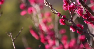 Japon Shizuoka 'daki Atami Plum Park' ında erik çiçekleri. Yüksek kalite 4K görüntü. Atami bölgesi Shizuoka Japonya 01.25.2023 Burası Shizuoka 'da bir erik parkı..