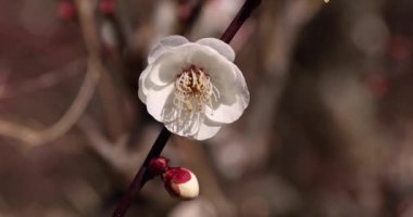 Japon Shizuoka 'daki Atami Plum Park' ında erik çiçekleri. Yüksek kalite 4K görüntü. Atami bölgesi Shizuoka Japonya 01.25.2023 Burası Shizuoka 'da bir erik parkı..