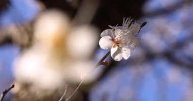 Japon Shizuoka 'daki Atami Plum Park' ında erik çiçekleri. Yüksek kalite 4K görüntü. Atami bölgesi Shizuoka Japonya 01.25.2023 Burası Shizuoka 'da bir erik parkı..