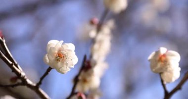 Japon Shizuoka 'daki Atami Plum Park' ında erik çiçekleri. Yüksek kalite 4K görüntü. Atami bölgesi Shizuoka Japonya 01.25.2023 Burası Shizuoka 'da bir erik parkı..