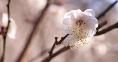 Japon Shizuoka 'daki Atami Plum Park' ında erik çiçekleri. Yüksek kalite 4K görüntü. Atami bölgesi Shizuoka Japonya 01.25.2023 Burası Shizuoka 'da bir erik parkı..