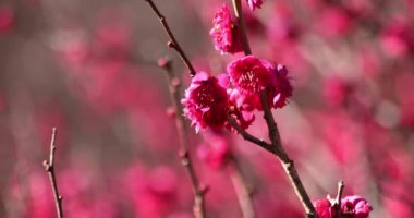 Japon Shizuoka 'daki Atami Plum Park' ında erik çiçekleri. Yüksek kalite 4K görüntü. Atami bölgesi Shizuoka Japonya 01.25.2023 Burası Shizuoka 'da bir erik parkı..