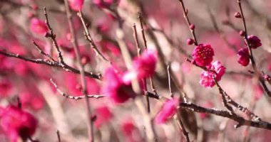 Japon Shizuoka 'daki Atami Plum Park' ında erik çiçekleri. Yüksek kalite 4K görüntü. Atami bölgesi Shizuoka Japonya 01.25.2023 Burası Shizuoka 'da bir erik parkı..