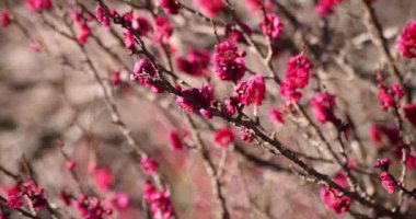 Japon Shizuoka 'daki Atami Plum Park' ında erik çiçekleri. Yüksek kalite 4K görüntü. Atami bölgesi Shizuoka Japonya 01.25.2023 Burası Shizuoka 'da bir erik parkı..