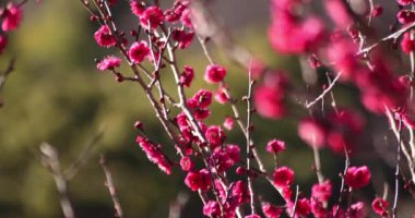 Japon Shizuoka 'daki Atami Plum Park' ında erik çiçekleri. Yüksek kalite 4K görüntü. Atami bölgesi Shizuoka Japonya 01.25.2023 Burası Shizuoka 'da bir erik parkı..
