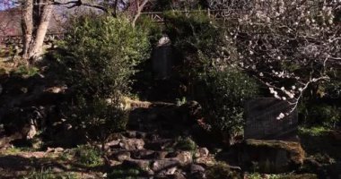 Japon Shizuoka 'daki Atami Plum Park' ında erik çiçekleri. Yüksek kalite 4K görüntü. Atami bölgesi Shizuoka Japonya 01.25.2023 Burası Shizuoka 'da bir erik parkı..