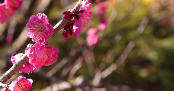 Szilvavirág Atami Szilvaparkban Sizuoka Japánban Nappal Kiváló Minőségű Felvétel Atami — Stock videók