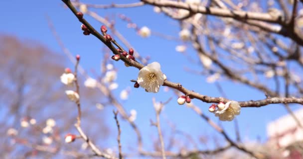 Άνθη Δαμάσκηνου Στο Πάρκο Atami Δαμάσκηνο Στη Shizuoka Της Ιαπωνίας — Αρχείο Βίντεο