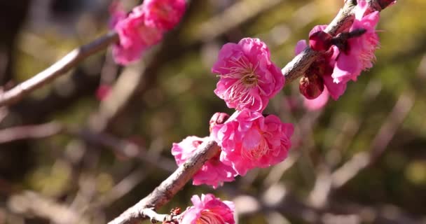 Plommon Blommor Atami Plommon Park Shizuoka Japan Dagtid Högkvalitativ Film — Stockvideo