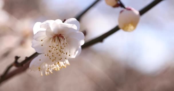 水冈阿塔米李子公园的李花盛开 高质量的4K镜头 Atami District Shizuoka Japan 2023这里是Shizuoka的李子园 — 图库视频影像