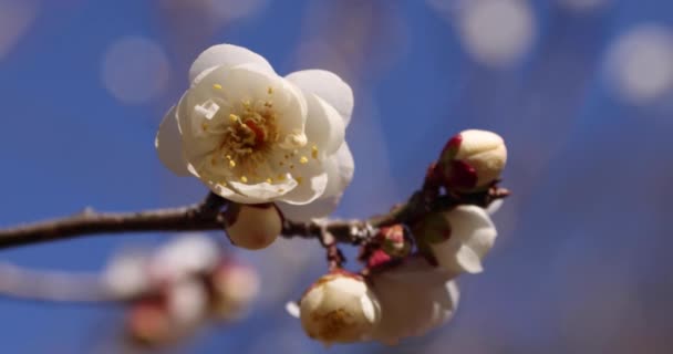 Pruimenbloemen Bij Atami Pruimenpark Shizuoka Japan Overdag Hoge Kwaliteit Beeldmateriaal — Stockvideo