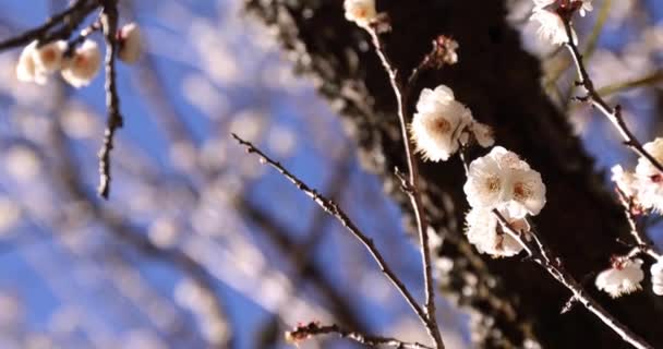 Švestkové Květiny Atami Švestkovém Parku Shizuoka Japonsko Denní Čas Kvalitní — Stock video