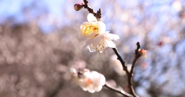 Japon Shizuoka Daki Atami Plum Park Inda Erik Çiçekleri Yüksek — Stok video