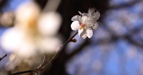 Pruimenbloemen Bij Atami Pruimenpark Shizuoka Japan Overdag Hoge Kwaliteit Beeldmateriaal — Stockvideo