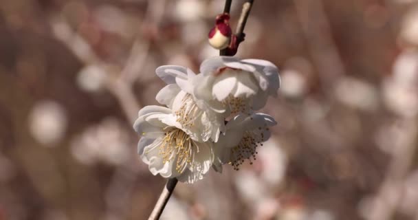 Śliwki Kwiaty Atami Śliwki Park Shizuoka Japonia Dzień Wysokiej Jakości — Wideo stockowe