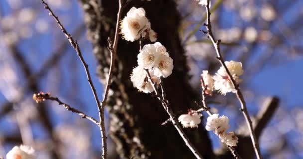 Plum Flowers Atami Plum Park Shizuoka Japan Daytime High Quality — Stock Video
