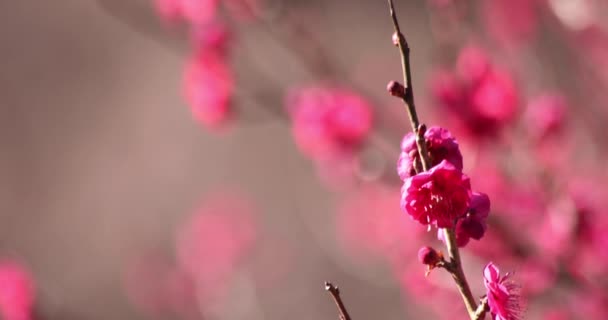 Сливові Квіти Парку Сливи Атамі Сідзуоці Японії Вдень Високоякісні Кадри — стокове відео