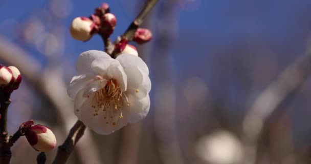 Flores Ciruela Parque Ciruelas Atami Shizuoka Japón Durante Día Imágenes — Vídeos de Stock