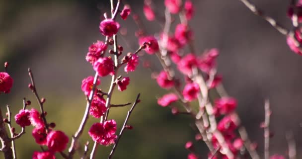 Слива Цветы Атами Сливовый Парк Сидзуока Японии Днем Высококачественные Кадры — стоковое видео