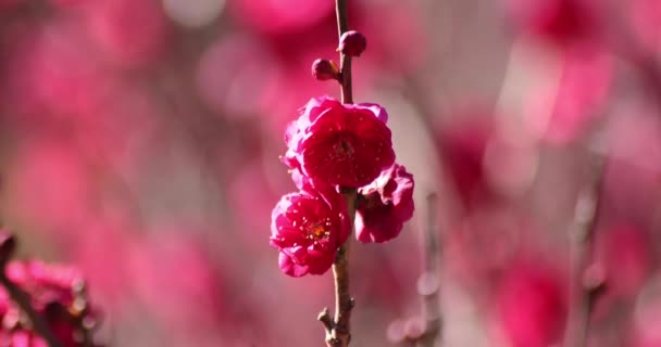 静岡ジャパンデイタイムのアタミプラムパークで花を咲かせます 高品質の4K映像を公開しました 静岡県静岡県 静岡県 静岡県の梅園はこちらから — ストック動画