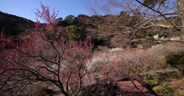 Flores Ameixa Parque Ameixa Atami Shizuoka Japão Durante Dia Imagens — Vídeo de Stock