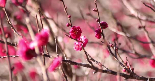 Plum Flowers Atami Plum Park Shizuoka Japan Daytime High Quality — Stock Video
