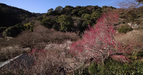 水冈阿塔米李子公园的李花盛开 高质量的4K镜头 Atami District Shizuoka Japan 2023这里是Shizuoka的李子园 — 图库视频影像