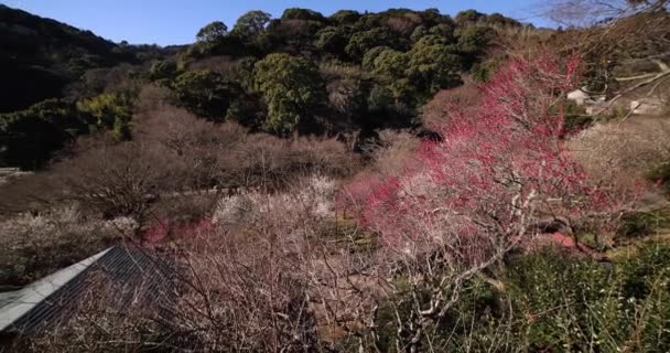 Fiori Prugna Parco Delle Prugne Atami Shizuoka Giappone Giorno Filmati — Video Stock