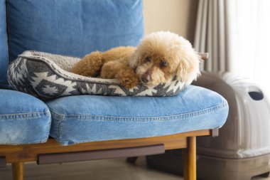Köpeğin geri kalanını gündüz vakti oturma odasına almak. Yüksek kalite fotoğraf. 02.17.2023
