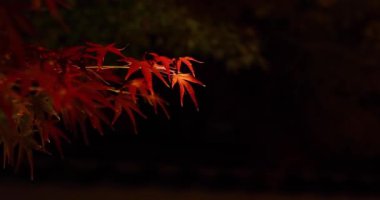 Sonbaharda aydınlatılmış kırmızı yapraklar. Yüksek kalite 4K görüntü. Sakyo bölgesi Kyoto Japonya 11.29.2023
