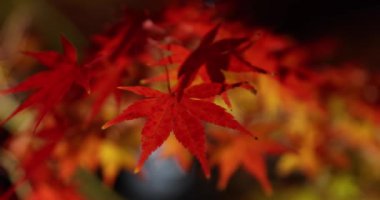 Sonbaharda aydınlatılmış kırmızı yapraklar. Yüksek kalite 4K görüntü. Sakyo bölgesi Kyoto Japonya 11.29.2023