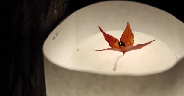 Ein Beleuchtetes Rotes Laub Der Nacht Herbst Hochwertiges Filmmaterial Sakyo — Stockvideo