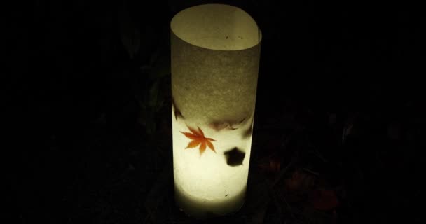 Egy Kivilágított Vörös Levelek Éjjel Ősszel Kiváló Minőségű Felvétel Sakyo — Stock videók